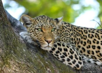 Vers la fin de l’expérimentation animale : un plan prometteur en perspective ? Vers la fin de l’expérimentation animale : un plan prometteur en perspective ?