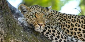 Vers la fin de l&rsquo;expérimentation animale : un plan prometteur en perspective ?