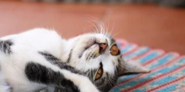 Sommes-nous vraiment faits pour la paresse ? Ce que révèle la science