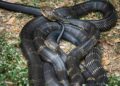 Cobra près de Toulouse : les recherches s&rsquo;interrompent, le serpent demeure introuvable