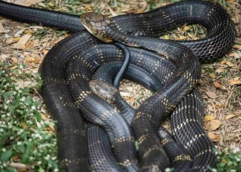 Cobra près de Toulouse : les recherches s&rsquo;interrompent, le serpent demeure introuvable