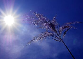 La canicule s’intensifie : plus de la moitié des Français impactés La canicule s’intensifie : plus de la moitié des Français impactés