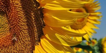 Canicule en France : des records historiques battus, la climatisation au centre des débats brûlants