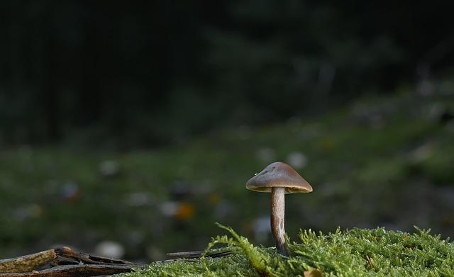 10 activités incontournables à vivre en famille pour la Fête de la Science 2026 en Île-de-France