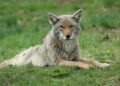 Coyote vs. Acme : Plongez dans la bande-annonce complètement folle du film maudit !