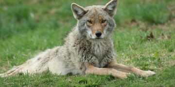 Coyote vs. Acme : Plongez dans la bande-annonce complètement folle du film maudit !