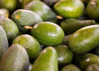 La France renforce sa protection de la nature avec neuf nouvelles réserves biologiques forestières