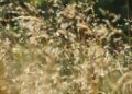 Canicule à Nantes : quels dangers cache l’eau du robinet plus chaude ?