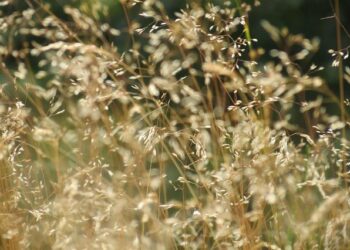 Canicule à Nantes : quels dangers cache l’eau du robinet plus chaude ?