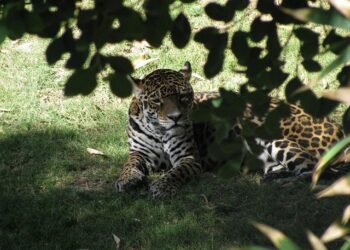 Comment les habitants de l’agglo nantaise luttent pour se débarrasser des moustiques-tigres qui gâchent leur quotidien