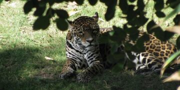 Comment les habitants de l’agglo nantaise luttent pour se débarrasser des moustiques-tigres qui gâchent leur quotidien