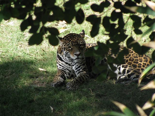 Comment les habitants de l’agglo nantaise luttent pour se débarrasser des moustiques-tigres qui gâchent leur quotidien