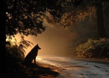 Tour de France Femmes 2026 – Étape 9 : Plongez dans le parcours spectaculaire autour de Nice