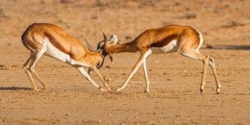Springboks and Toulouse XIII: Thuéry’s Bold Summer of Rugby Innovation