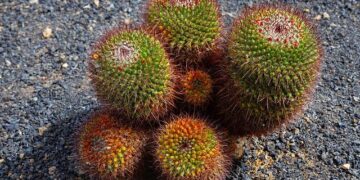 La France lance une feuille de route audacieuse pour restaurer la biodiversité