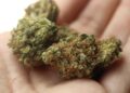 Cannabis médical : le rapport inédit d’Augur Associates avant la publication des décrets