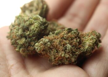 Cannabis médical : le rapport inédit d’Augur Associates avant la publication des décrets