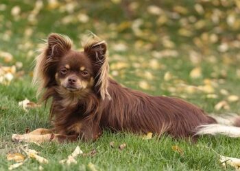 Un chiot chihuahua de six mois torturé et affamé jusqu’à la mort : sa propriétaire condamnée à Marseille

—

Six mois de souffrance pour un chiot chihuahua : sa propriétaire jugée et condamnée à Marseille