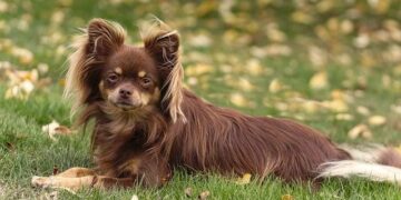 Un chiot chihuahua de six mois torturé et affamé jusqu’à la mort : sa propriétaire condamnée à Marseille

—

Six mois de souffrance pour un chiot chihuahua : sa propriétaire jugée et condamnée à Marseille