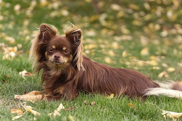 Un chiot chihuahua de six mois torturé et affamé jusqu’à la mort : sa propriétaire condamnée à Marseille
—
Six mois de souffrance pour un chiot chihuahua : sa propriétaire jugée et condamnée à Marseille